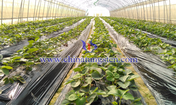 農膜用缺陷態(tài)氧化鎢圖片
