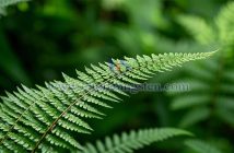 鐵芒萁圖片
